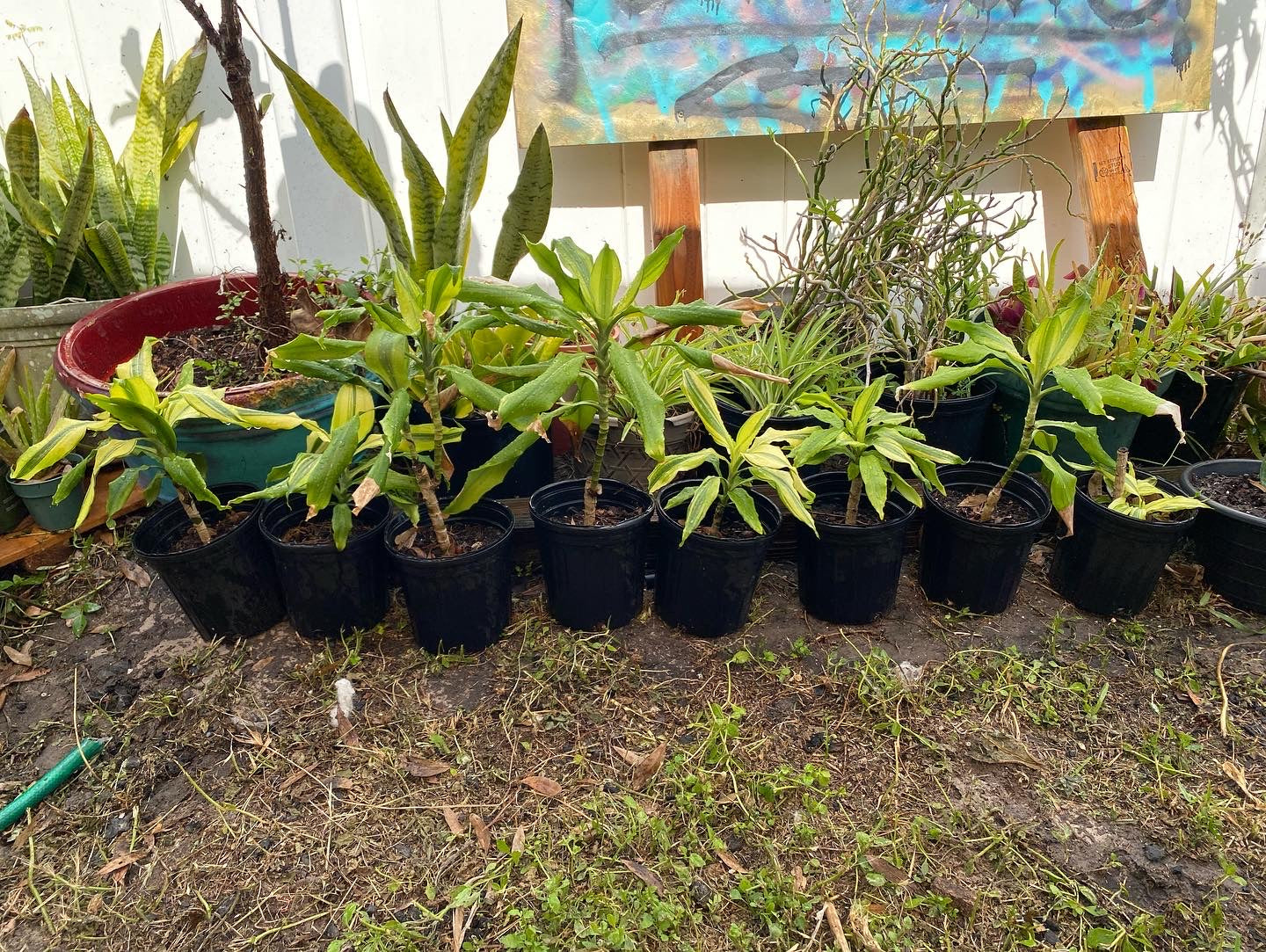 Our Plant Nursery