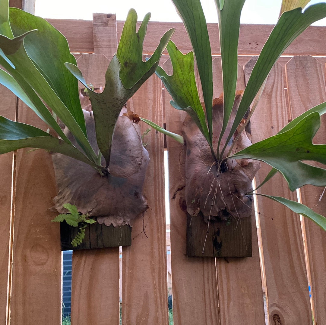 Mounted Staghorn